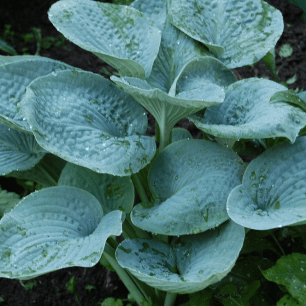 Hosta Big Daddy_4