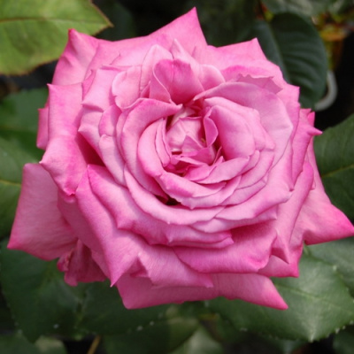 Rosa Claude Brasseur