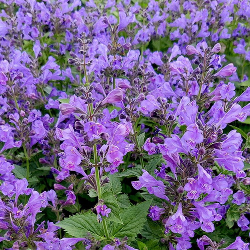 Nepeta Blue Planet_0