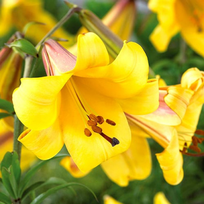 Lilium Golden Splendour
