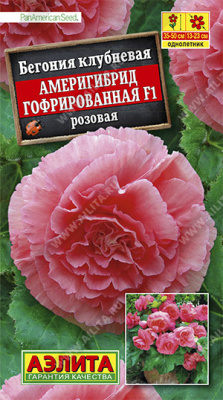 Бегония Америгибрид гофрированная розовая