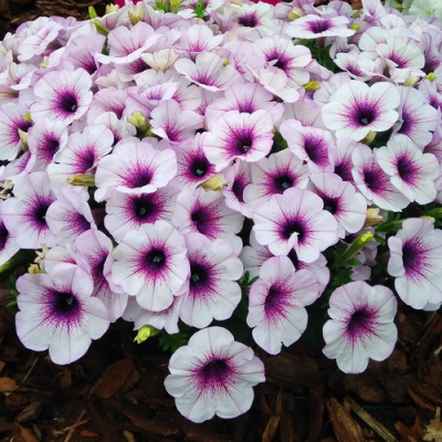 Petunia Capella Purple Vein