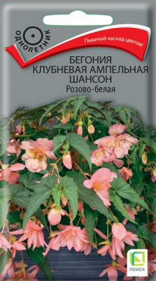 Бегония Шансон розово-белая ампельная