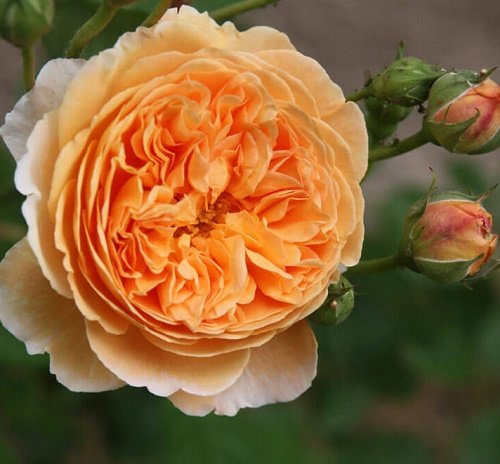 Rosa Crown Princess Margareta_1