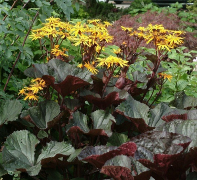 Ligularia Midnight Lady
