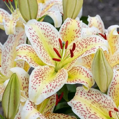 Lilium Tigermoon