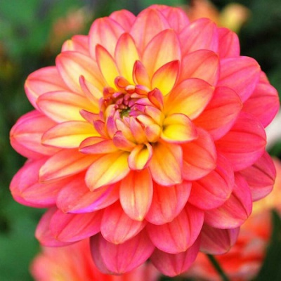 Dahlia Melody Allegro