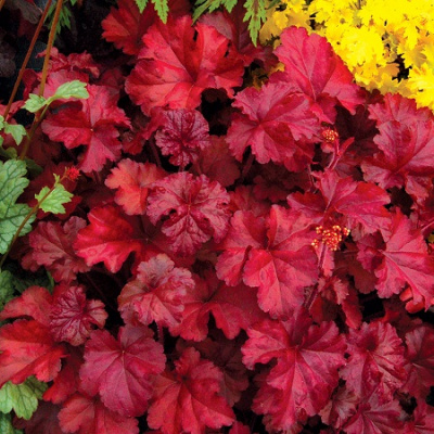 Heuchera Fire Chief1