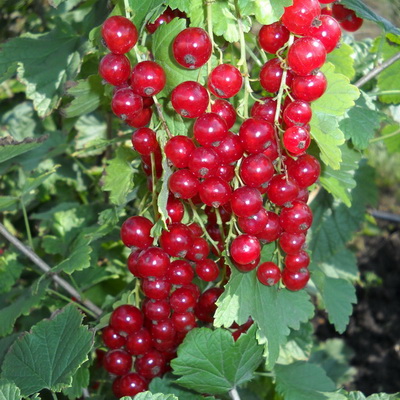 smorodina Uralskay Krasaviza