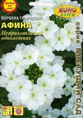 Вербена Афина