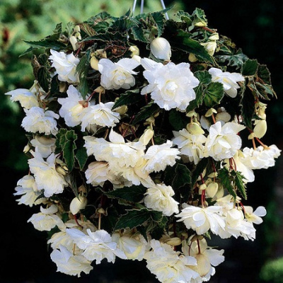 Begonia Cascade Pendula White