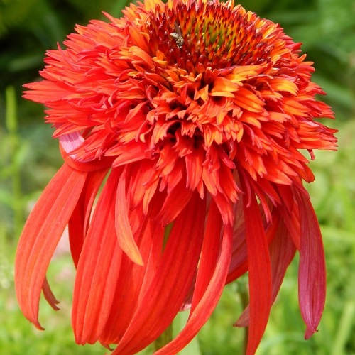 Echinacea Hot Papaya_3