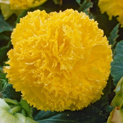 Begonia Fimbriata Yellow