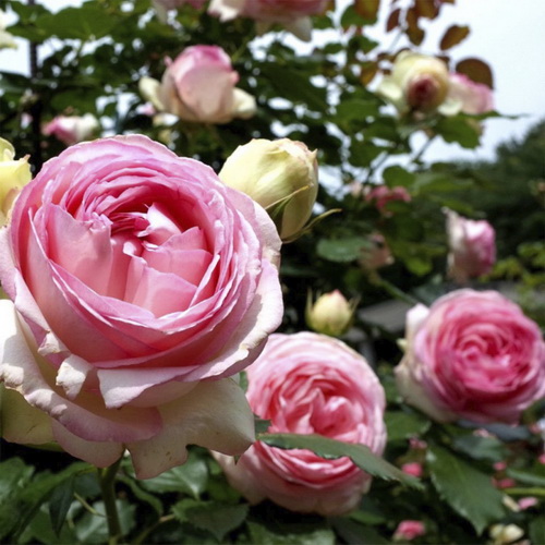 Rosa Grimpant Pier de Ronsard_1