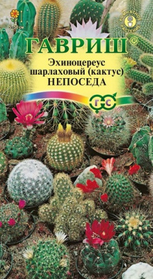 Кактус (Эхиноцереус) шарлаховый Непосед