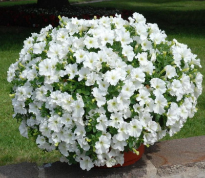 Petunia Veranda White