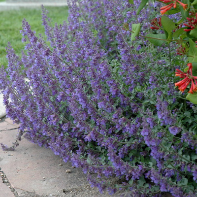 Nepeta faassenii Six Hills Giant