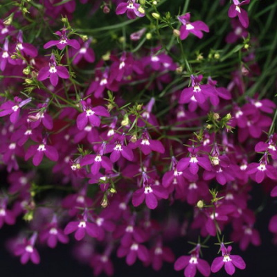 Lobelia Trailing Fountain Crimson
