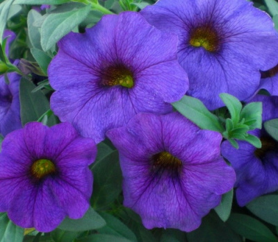 Calibrachoa Supercall Blue