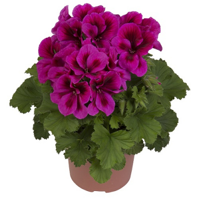 Pelargonium grandiflorum Elegance Adriana