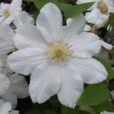 Clematis Toki