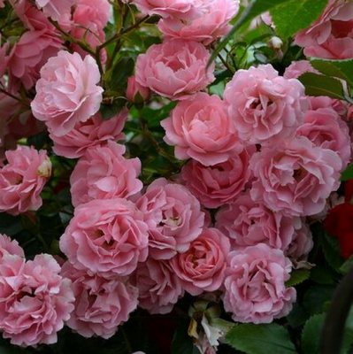 Rosa Sommerwind