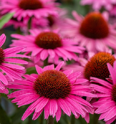 Pearl Dark Pink