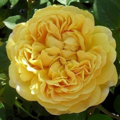 Rosa Charles Darwin