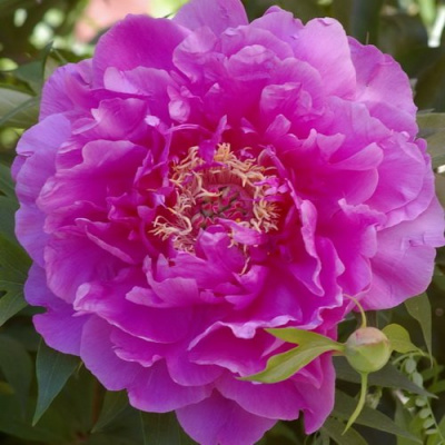 Paeonia Gordon E. Simonson
