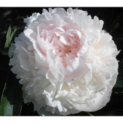 Paeonia Mary E Nicholls_3