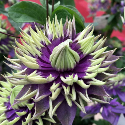 Clematis Taiga