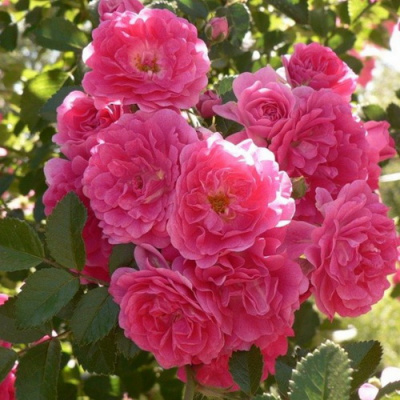 Rosa Fomosta