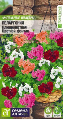 Пеларгония Цветной фонтан
