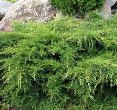 Juniperus media Wilhelm Pfizer