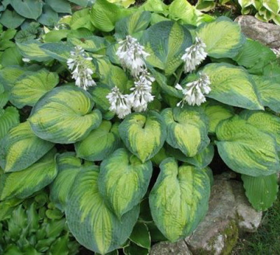 Hosta hybride George Smith