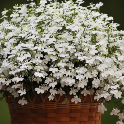 Лобелия Regatta White (Ампельная)