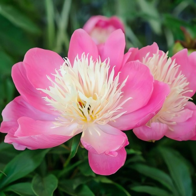 Paeonia Bowl of Beauty_1