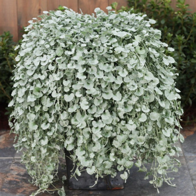Dichondra Silver Falls_2