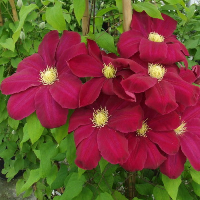Clematis Hoshi no Flamenco