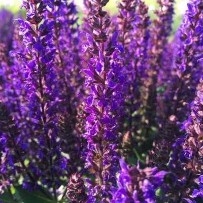 Salvia Midnight Purple