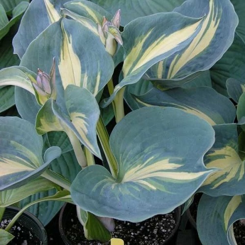 Hosta Dream Queen_2