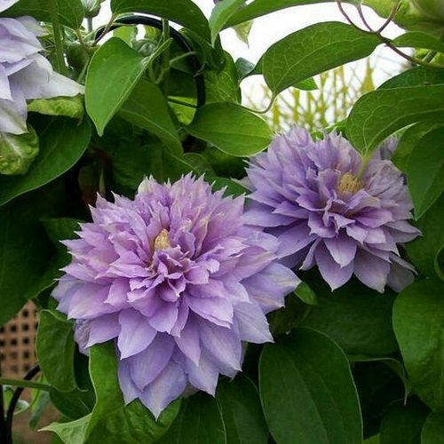 Clematis Proteus_2