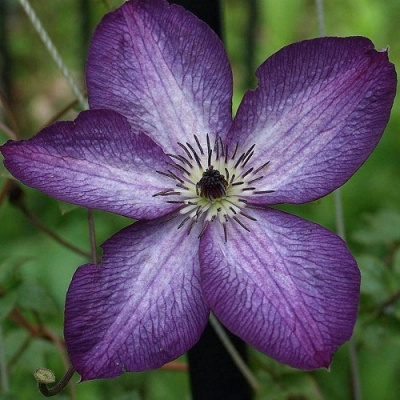 Clematis viticella Venosa Violacea