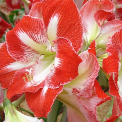 Amaryllis Minerva