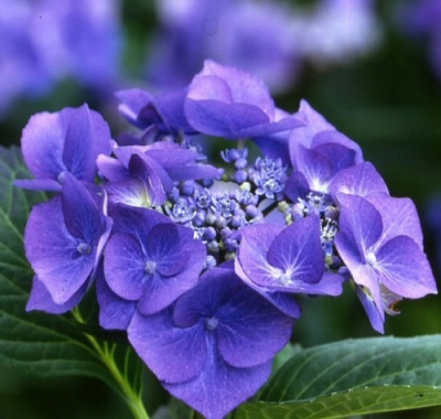 Hydrangea macrophylla Blaumeise