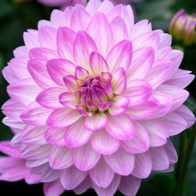 Dahlia Bitsy
