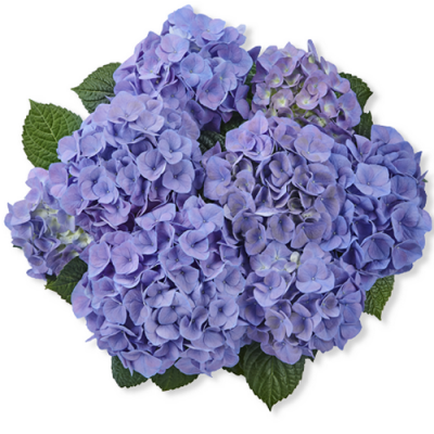 Гортензия Sarene Blue