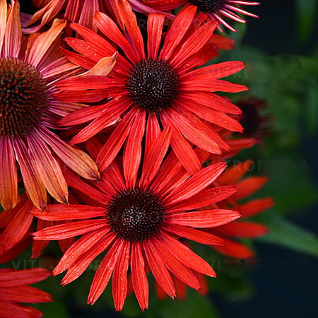 echinacea-fountain-red_4