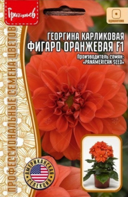 Георгина Фигаро махровая оранжевая