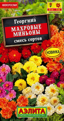 Георгина Махровые миньоны смесь сортов